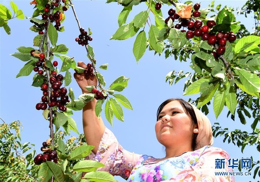 塔吉克斯坦:中塔合资种植园的樱桃熟了(2) 第2页