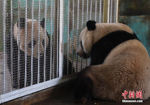 大熊猫与游客见面 &quot;国宝&quot;兄弟隔栏相望 第1页