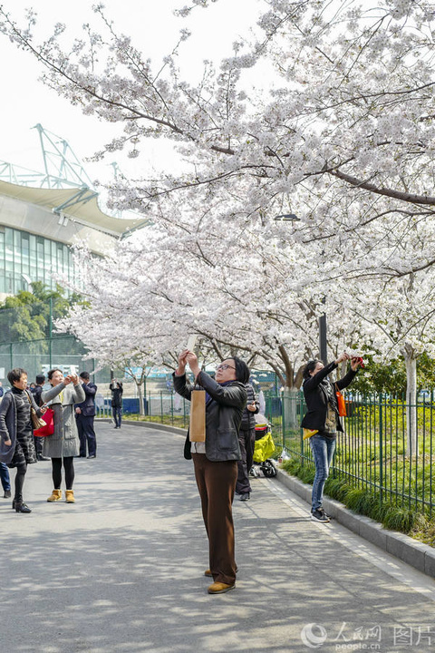 上海“最美地铁口”樱花盛开 市民争相打卡(6) 第6页