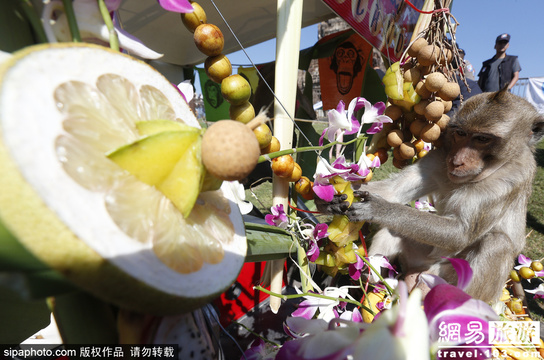 狂吃海塞欢度节日 猴子自助餐节在曼谷举行 第1页