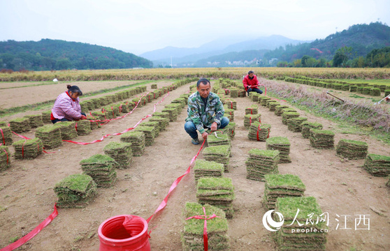 高清图:草皮铺就致富路(2) 第2页