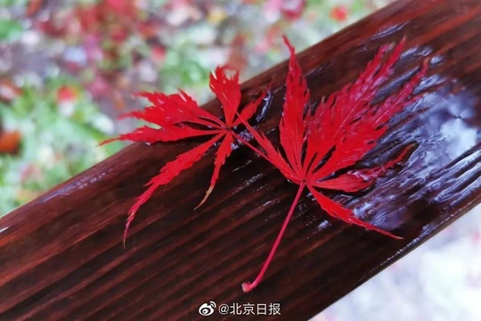 雨水打落红叶,为香山铺上深秋地毯(3) 第3页