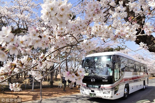 时隔9年 日本赏樱巴士再驶入福岛隔离区樱花大道(2) 第2页