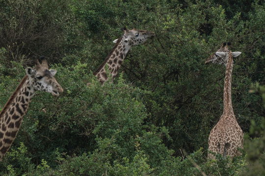 肯尼亚长颈鹿数量减少过半 种群恢复计划启动(2) 第2页