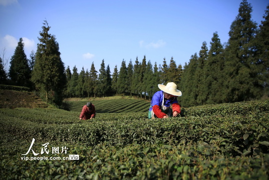 重庆北碚:明前春茶采摘忙 第1页