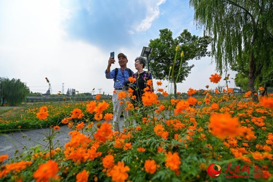 千种菊花等你来赏 湖州南浔第二届采菊东篱旅游文化节开幕 第1页