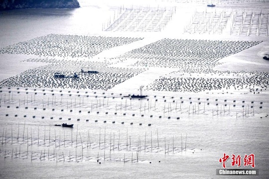 “中国海带之乡”福建霞浦:海上田园 第1页