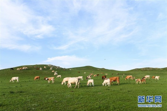 【高清】锡林郭勒:草原夏日美(4) 第4页