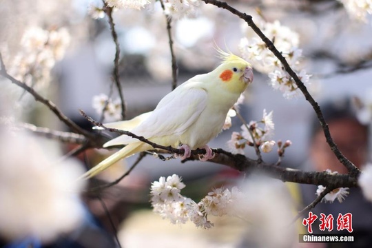 南京春意盎然 鸡尾鹦鹉“赏”樱引围观 第1页