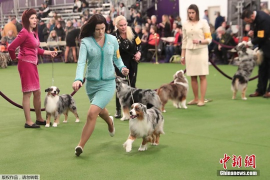 围观汪星人哪家强 美国2019西敏寺犬展举行(4) 第4页