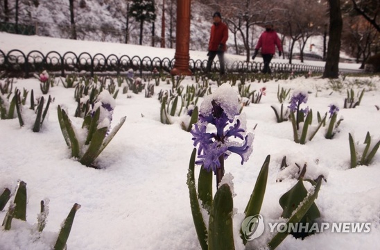 韩国江原道:阳春三月梅雪争春【组图】(8) 第8页