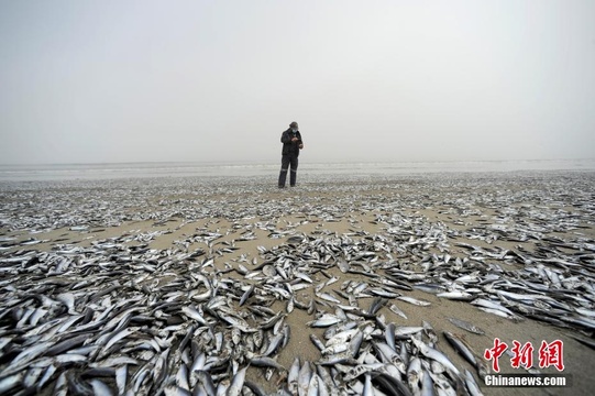 触目惊心!智利海岸大量鱼类死亡 海滩上遍布鱼尸 第1页