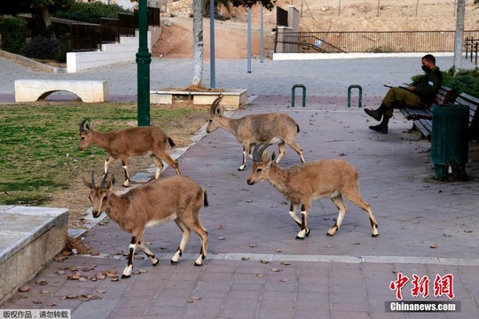 疯狂动物城?山羊结伴在以色列过马路(4) 第4页