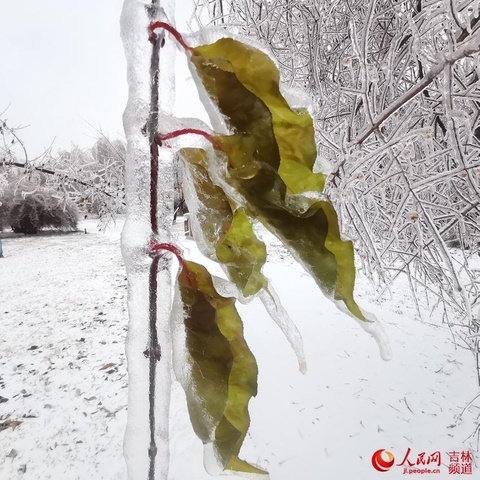 吉林省:积极应对冰冻雨雪天气!【组图】(12) 第12页