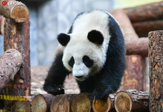 增进中俄两国友谊!大熊猫“如意”和“丁丁”落户莫斯科动物园(2) 第2页