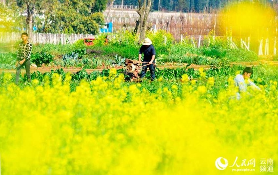 云岭大地春暖花开忙春耕 第1页