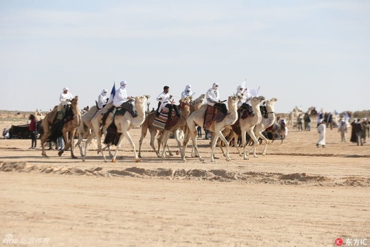 突尼斯国际撒哈拉节 赛马斗骆驼好不热闹(15) 第15页