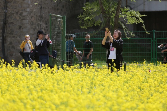 沈阳长白岛2万平油菜花海绽放(4) 第4页