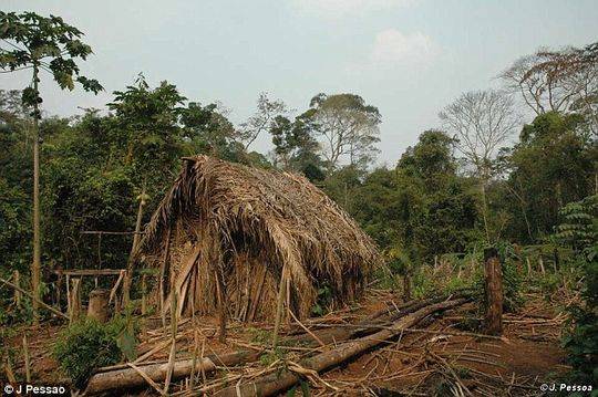 亚马逊一土著部落最后一位幸存者曝光 已在丛林与世隔绝22年(3) 第3页
