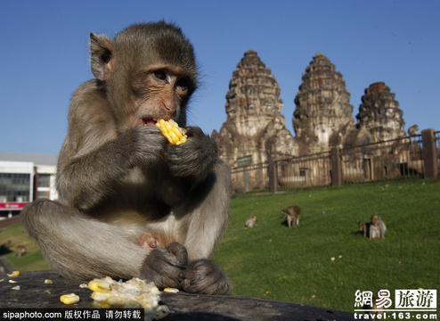 狂吃海塞欢度节日 猴子自助餐节在曼谷举行(6) 第6页