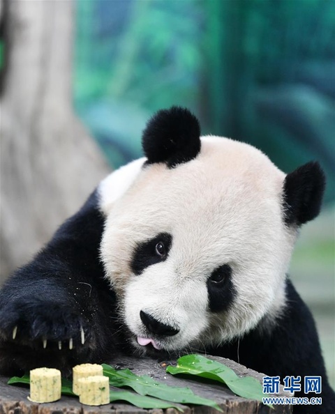 大熊猫吃“月饼”过中秋(4) 第4页
