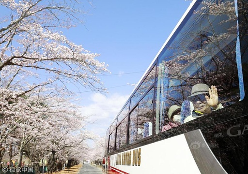 时隔9年 日本赏樱巴士再驶入福岛隔离区樱花大道 第1页