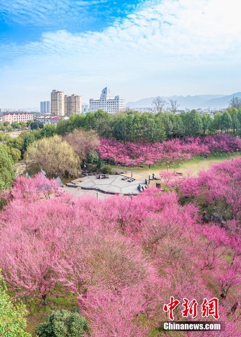 江南春早满庭芳 腊梅齐齐盛放缀满枝头(7) 第7页