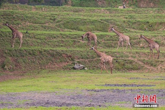 非洲长颈鹿山城安家 入乡随俗爱上“登山运动”(5) 第5页