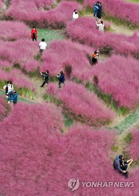 【组图】邂逅韩国十月秋景 徜徉粉红芒草海洋 第1页