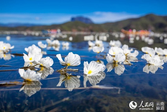 &quot;水质风向标&quot;海菜花现身云南多地水体 第1页