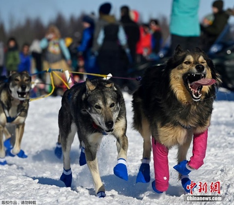 美国狗拉雪橇大赛登场 赛程约1384公里(4) 第4页