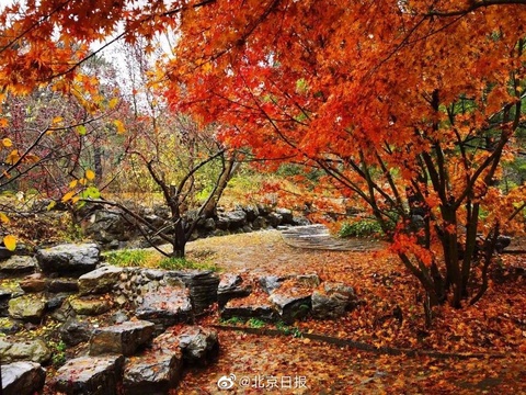 雨水打落红叶,为香山铺上深秋地毯(2) 第2页