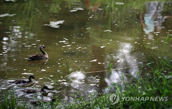 韩国首尔林公园夏季绿色盎然 吸引市民前往纳凉(16) 第16页