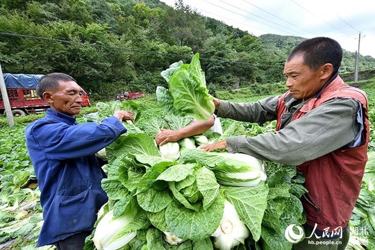 湖北保康:高山蔬菜助农增收脱贫(9) 第9页