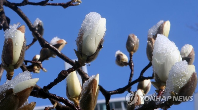 韩国江原道:阳春三月梅雪争春【组图】(4) 第4页