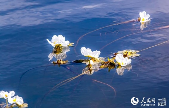 &quot;水质风向标&quot;海菜花现身云南多地水体(8) 第8页