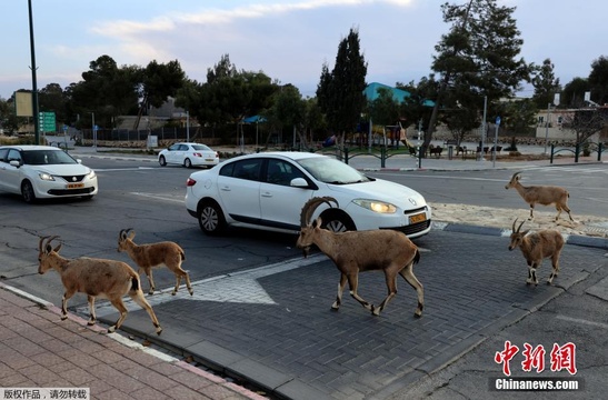 疯狂动物城?山羊结伴在以色列过马路(6) 第6页