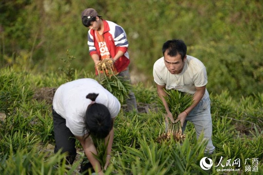 广西三江:油茶基地套种生姜喜获丰收 第1页