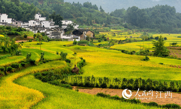 江西婺源:山村田园秋景如画(图) 第1页