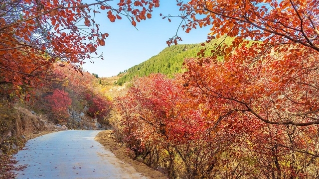 山东好景丨小山村里红叶独秀 如诗如画(10) 第10页