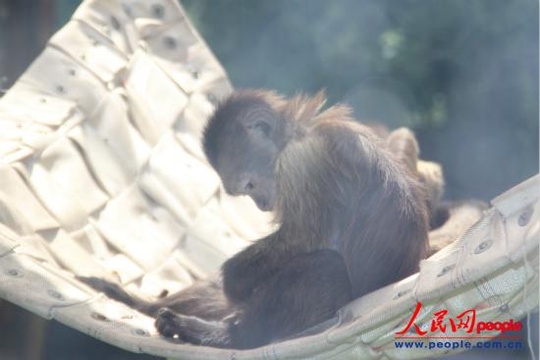 生物多样性国际日——北京动物园走一走(2) 第2页