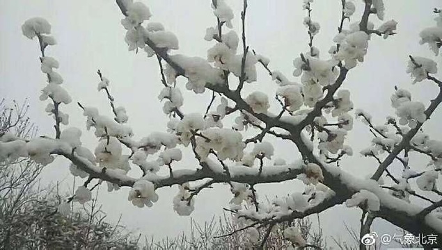 春花伴雪 香山桃花银装素裹(2) 第2页