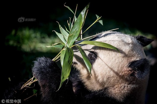 中国两只大熊猫在丹麦动物园正式亮相 女王剪彩欢迎 第1页