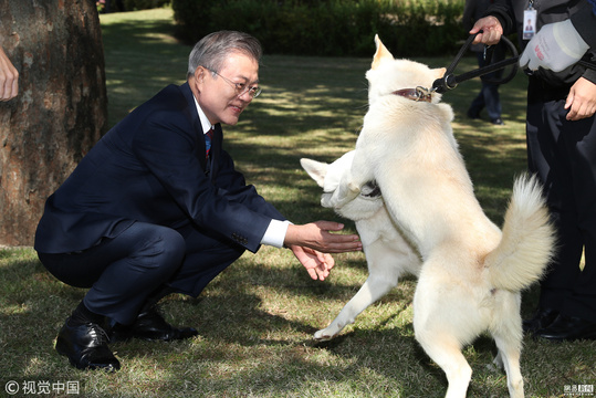 文在寅接受BBC采访 朝鲜所赠丰山犬入镜(2) 第2页