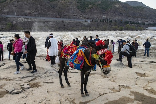 山西临汾:壶口瀑布秋水猛 景区免票游人多(3) 第3页