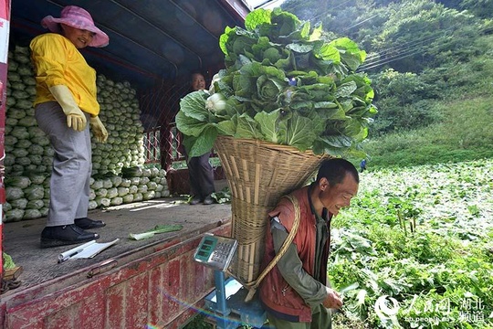 湖北保康:高山蔬菜助农增收脱贫(13) 第13页