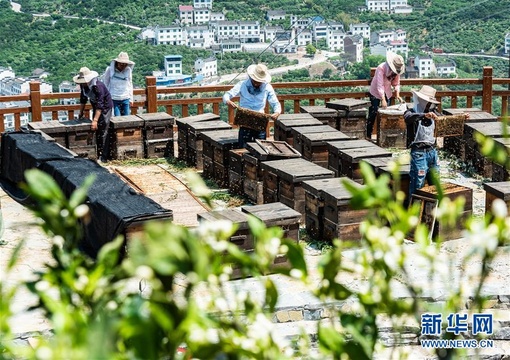 峡江橘花开 引来“采蜜客”(6) 第6页