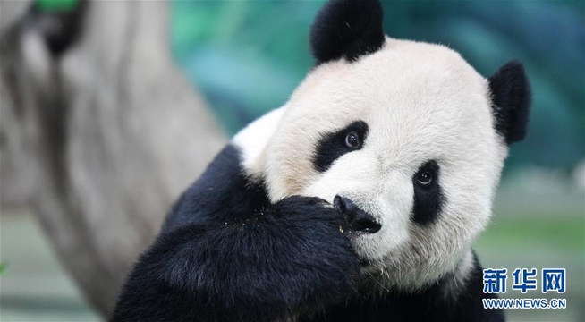 大熊猫吃“月饼”过中秋(3) 第3页