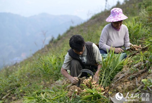 广西三江:油茶基地套种生姜喜获丰收(4) 第4页