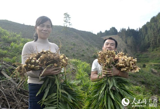 广西三江:油茶基地套种生姜喜获丰收(2) 第2页